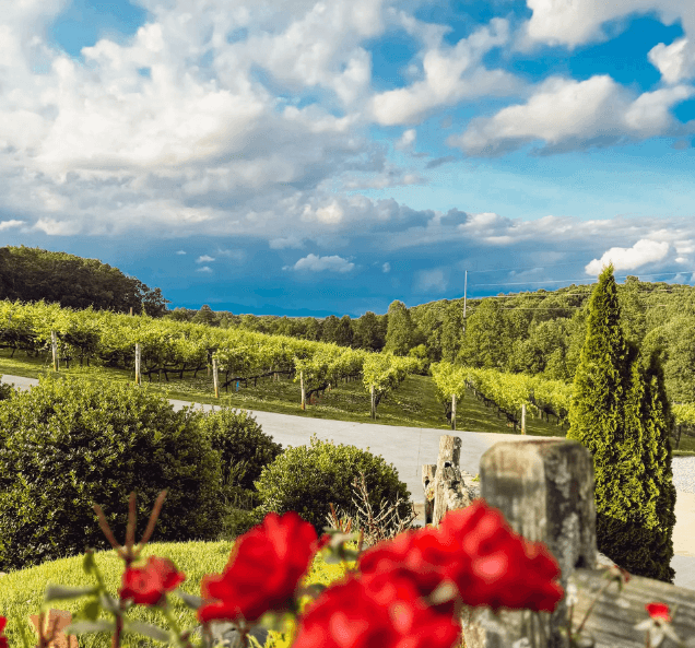 Lush summer vineyard in North Georgia