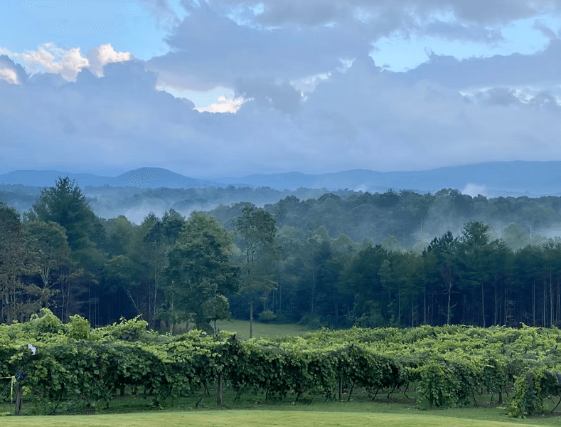 Ott vineyard in Ellijay